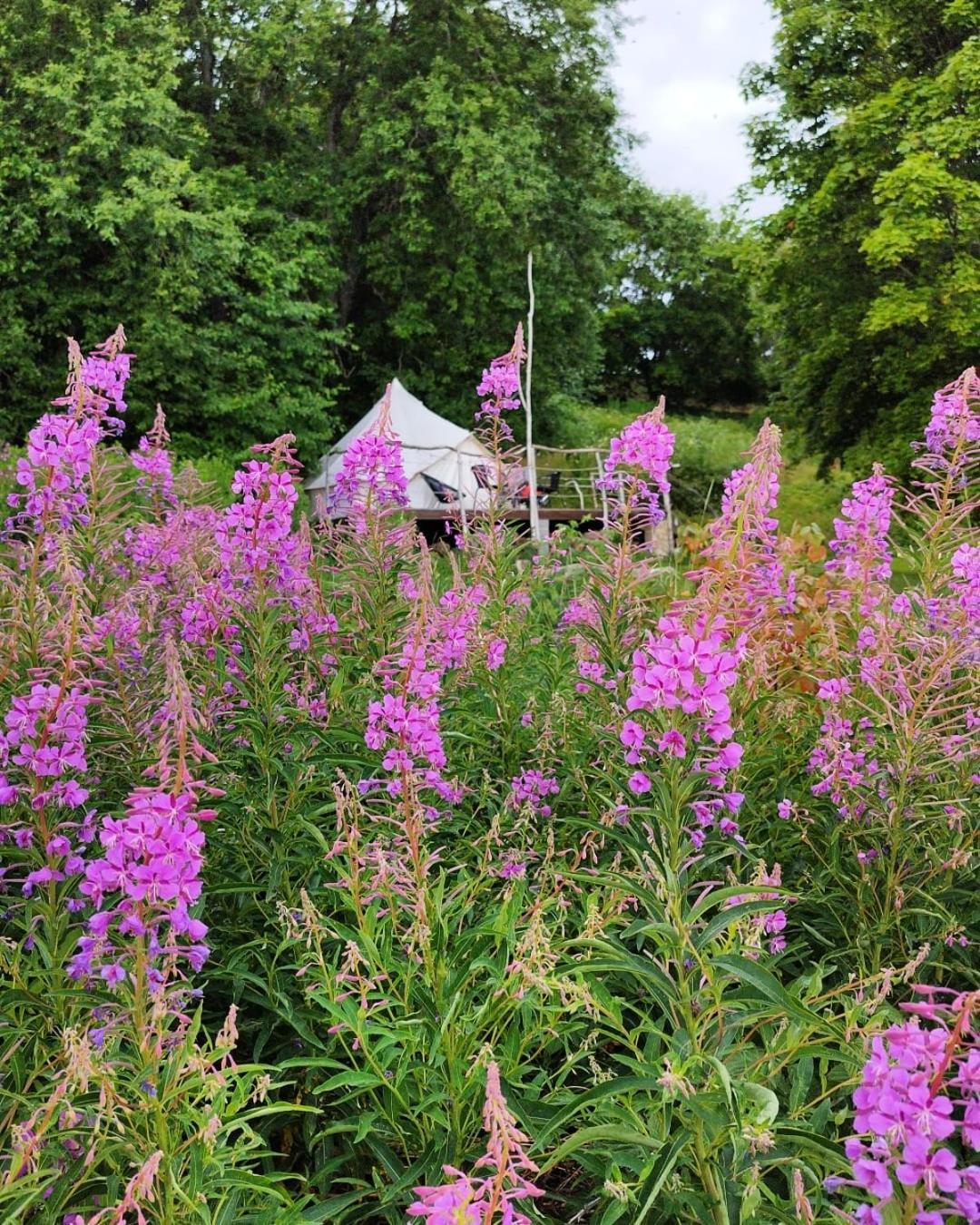 Mereaeaere Glamping Ja Rannamaja Liimala Esterno foto